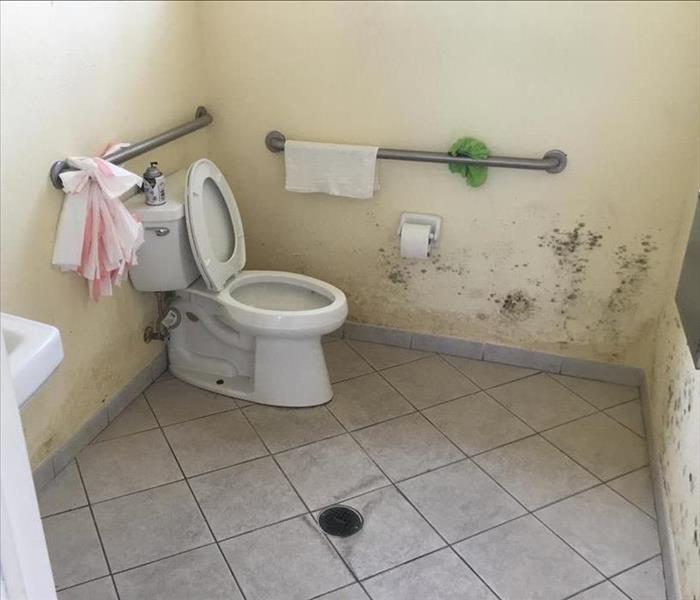 mold damaged walls in a bathroom